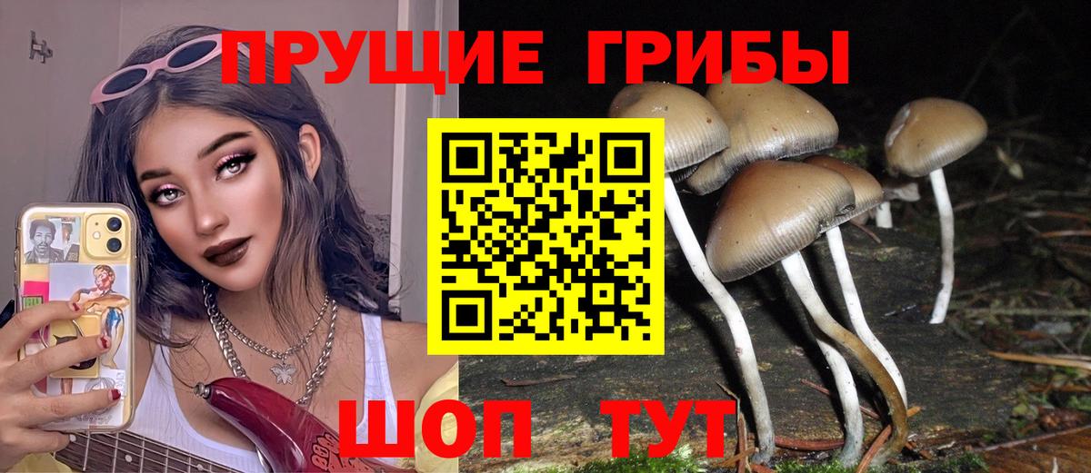 Сосновоборск  Галлюциногенные грибы Cubensis  Вход с VPN 